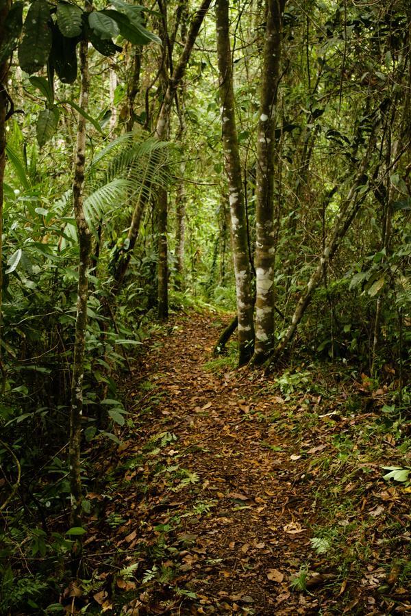 La Anita Rain Forest Hotel Colonia Dos Rios Luaran gambar